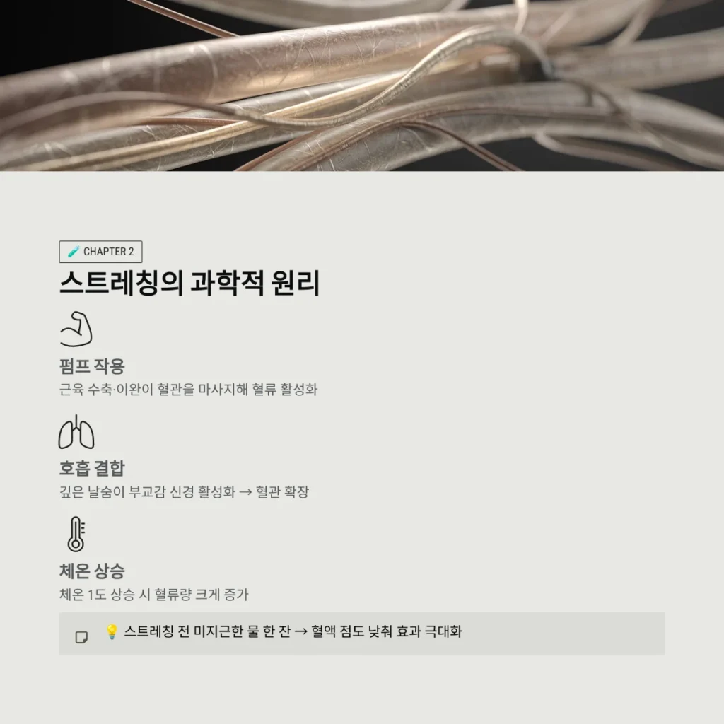 집에서 하는 10분 스트레칭: 혈관 탄력을 높여 심혈관 건강을 지키는 비결 3 집에서 하는 10분 스트레칭: 스트레칭의 과학적 원리